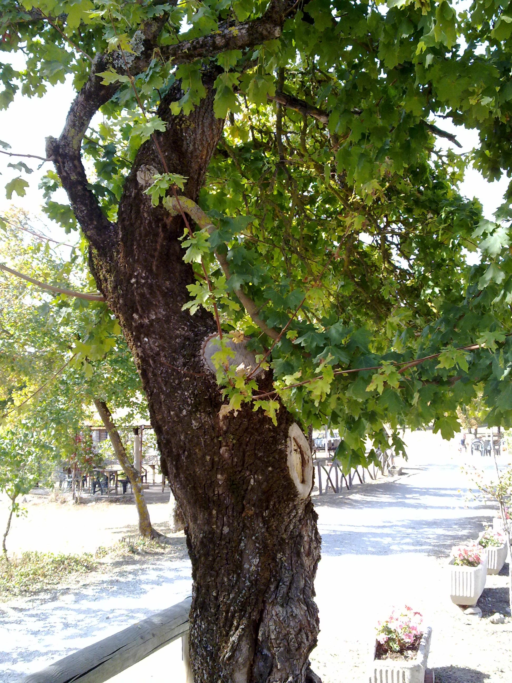 Field maple