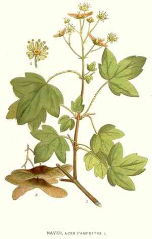 Field maple(Acer campestre)