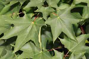 Cappadocian tree(Acer cappadocicum)