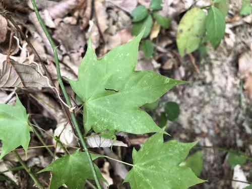 Cappadocian tree(Acer cappadocicum)