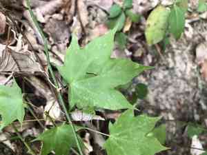 Cappadocian tree(Acer cappadocicum)