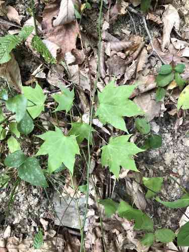 Cappadocian tree(Acer cappadocicum)
