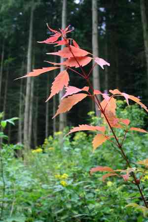 Ivyleaf maple(Acer cissifolium)