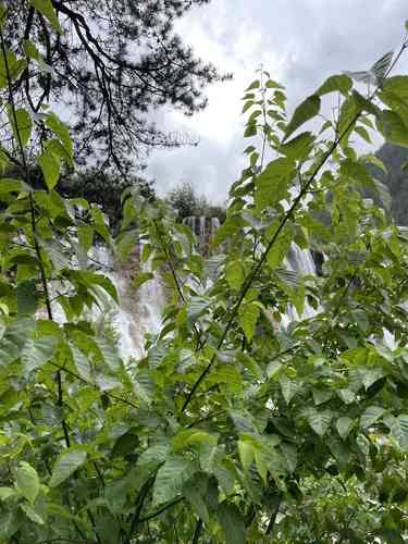 Pere david's maple(Acer davidii)