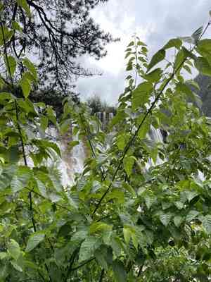 Pere david's maple(Acer davidii)