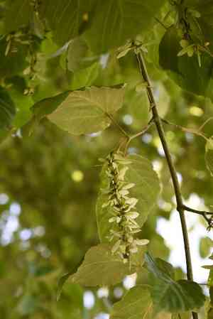 Pere david's maple(Acer davidii)