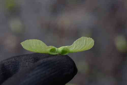 Pere david's maple(Acer davidii)