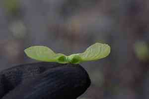 Pere david's maple(Acer davidii)
