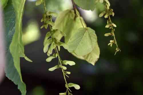 Pere david's maple(Acer davidii)