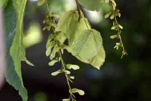 Pere david's maple(Acer davidii)