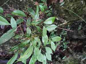 Faber's maple(Acer fabri)