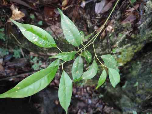 Faber's maple(Acer fabri)