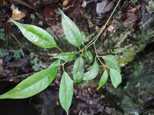 Faber's maple(Acer fabri)