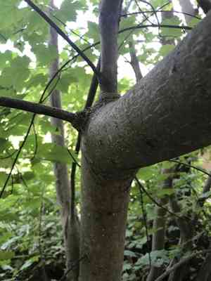 Rocky mountain maple(Acer glabrum)