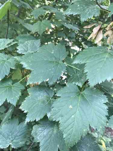 Rocky mountain maple(Acer glabrum)