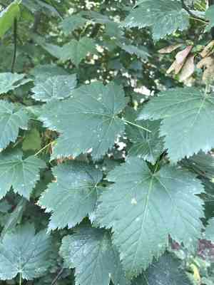 Rocky mountain maple(Acer glabrum)