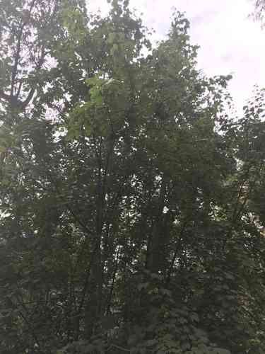 Rocky mountain maple(Acer glabrum)