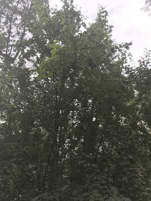 Rocky mountain maple(Acer glabrum)