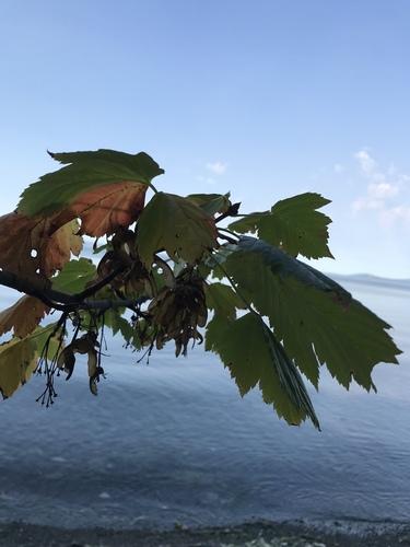 Rocky mountain maple
