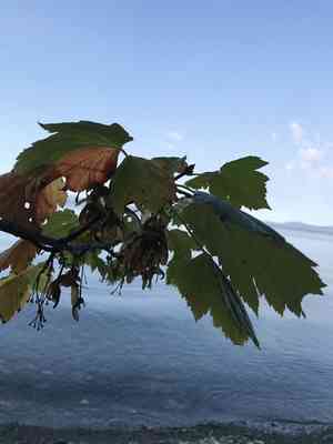 Rocky mountain maple(Acer glabrum)