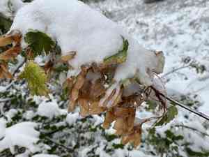 Rocky mountain maple(Acer glabrum)