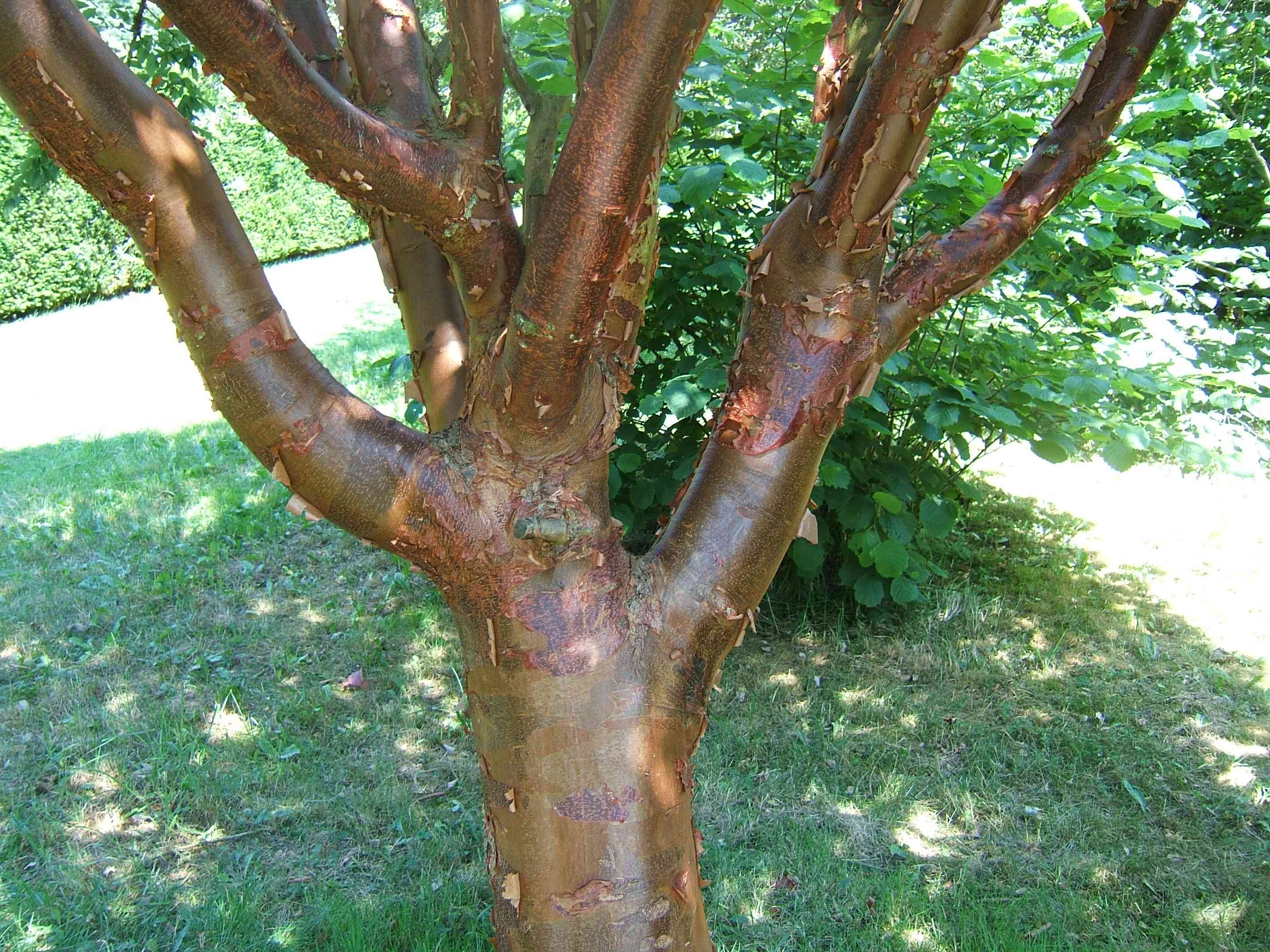Paperbark maple(Acer griseum)