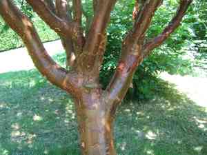 Paperbark maple(Acer griseum)
