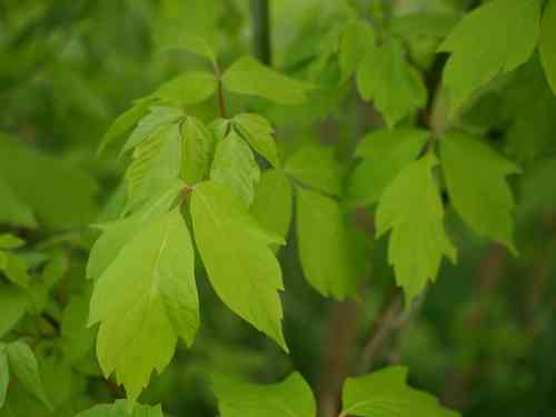 Paperbark maple(Acer griseum)