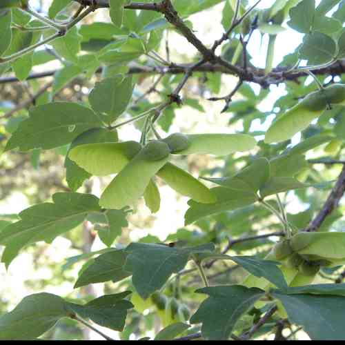 Paperbark maple(Acer griseum)
