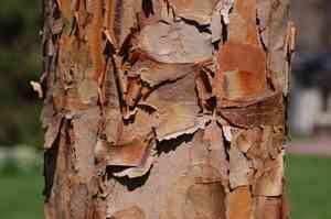 Paperbark maple(Acer griseum)