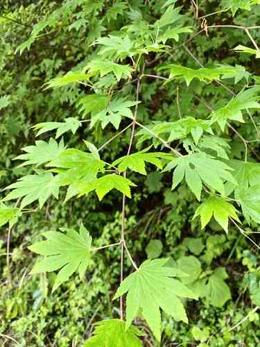 Fullmoon maple(Acer japonicum)