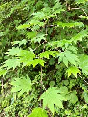 Fullmoon maple(Acer japonicum)