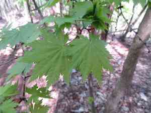 Fullmoon maple(Acer japonicum)