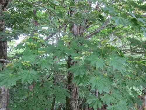 Fullmoon maple(Acer japonicum)