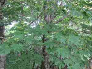 Fullmoon maple(Acer japonicum)