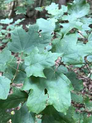 Hybrid sugar maple(Acer leucoderme)