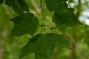 Hybrid sugar maple(Acer leucoderme)