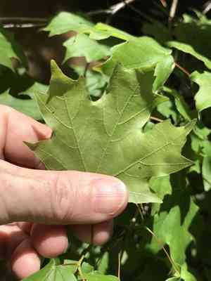 Hybrid sugar maple(Acer leucoderme)
