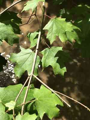 Hybrid sugar maple(Acer leucoderme)