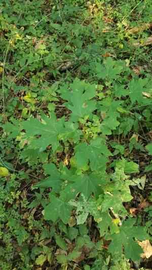 Bigleaf maple(Acer macrophyllum)