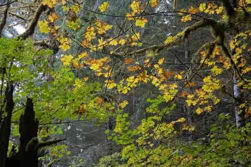 Bigleaf maple(Acer macrophyllum)