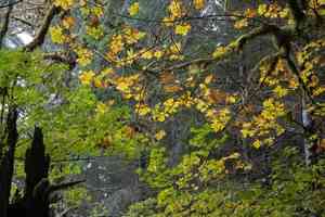 Bigleaf maple(Acer macrophyllum)