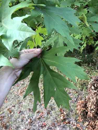 Bigleaf maple(Acer macrophyllum)