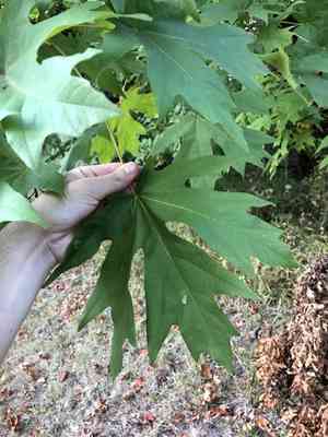 Bigleaf maple(Acer macrophyllum)