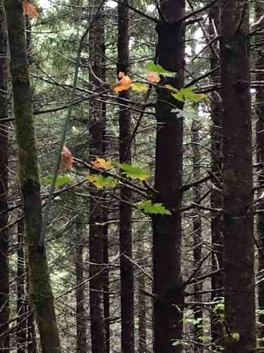 Bigleaf maple(Acer macrophyllum)