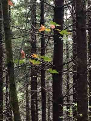 Bigleaf maple(Acer macrophyllum)