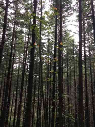 Bigleaf maple(Acer macrophyllum)