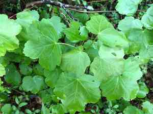 Italian maple(Acer opalus)