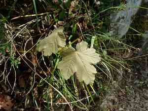 Italian maple(Acer opalus)