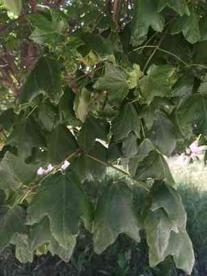Italian maple(Acer opalus)